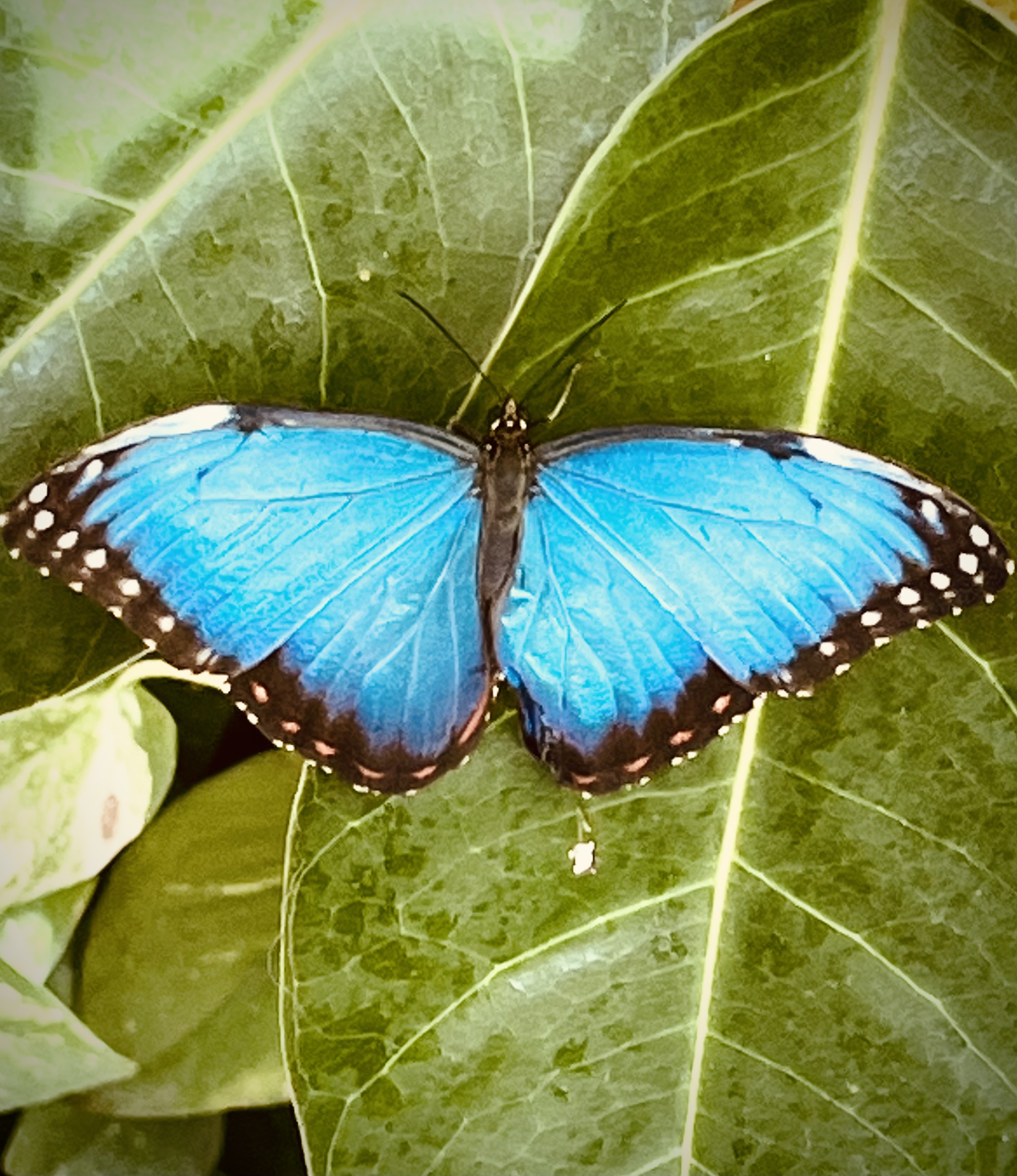 Blue morpho butterfly macro photograph