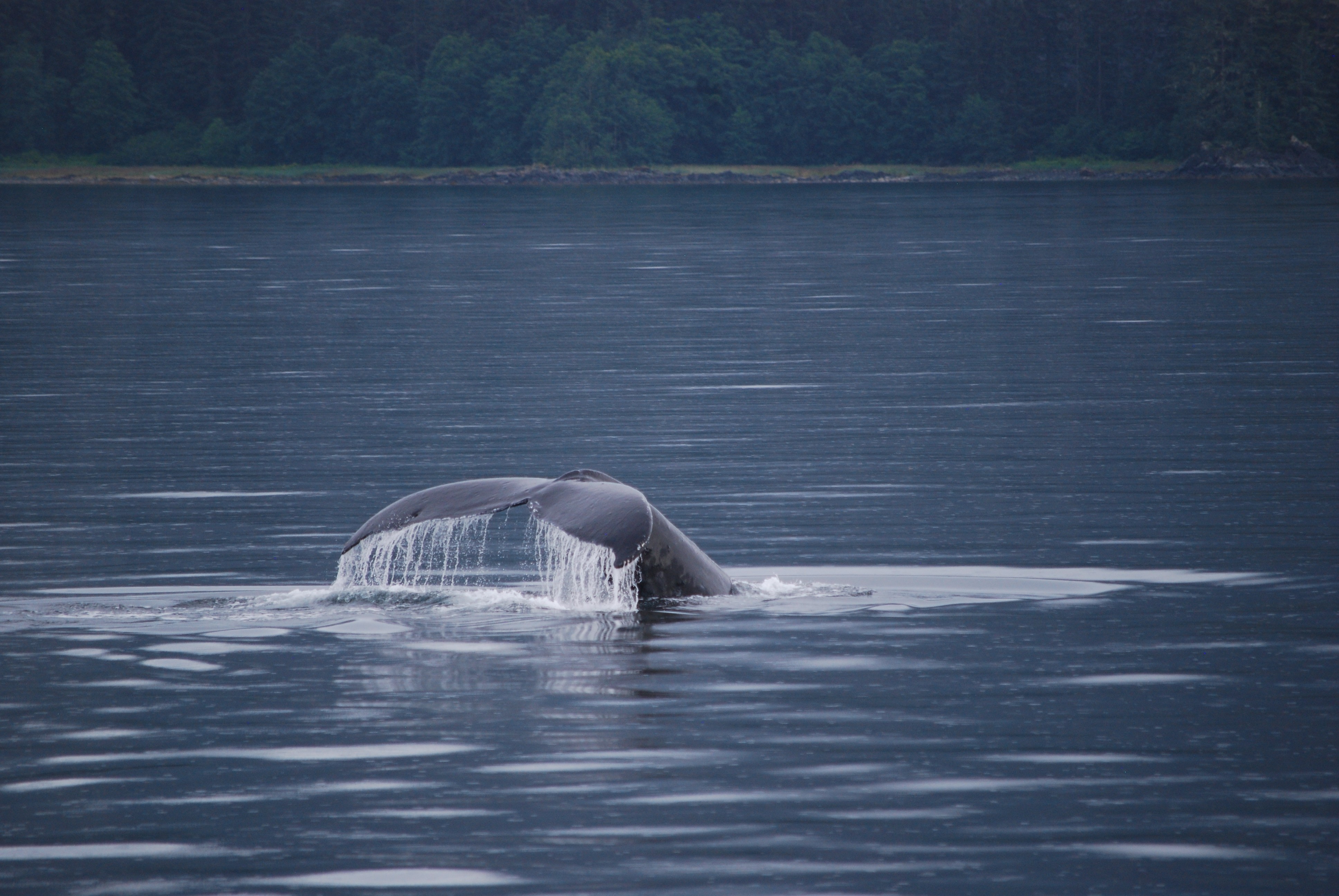 Whale surfacing photograph
